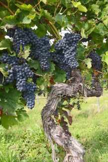 Weinstock blaue Trauben