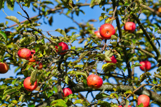 Apfelbaum